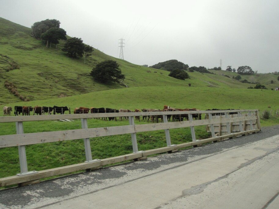 Gloje_Photo_201104NZ_004.JPG